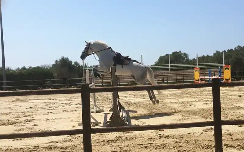 Scuola Leccese di Equitazione ASD - Ex Dirupo — Lecce