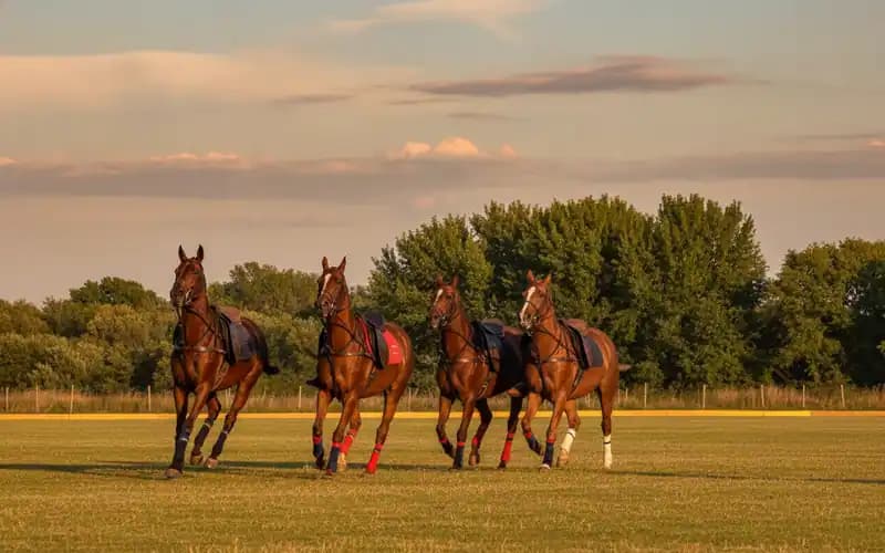 ASD Horse Club Piana degli Ulivi — Fasano