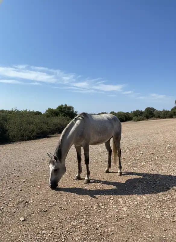 A.S.D. VIK’S HORSE TOUR — Cassano delle Murge