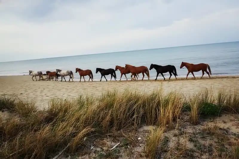 Centro Equestre Parco di Mare — Montalbano