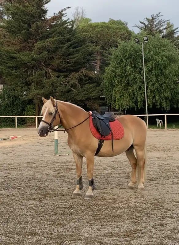Centro Ippico Le Cheval — Carmiano