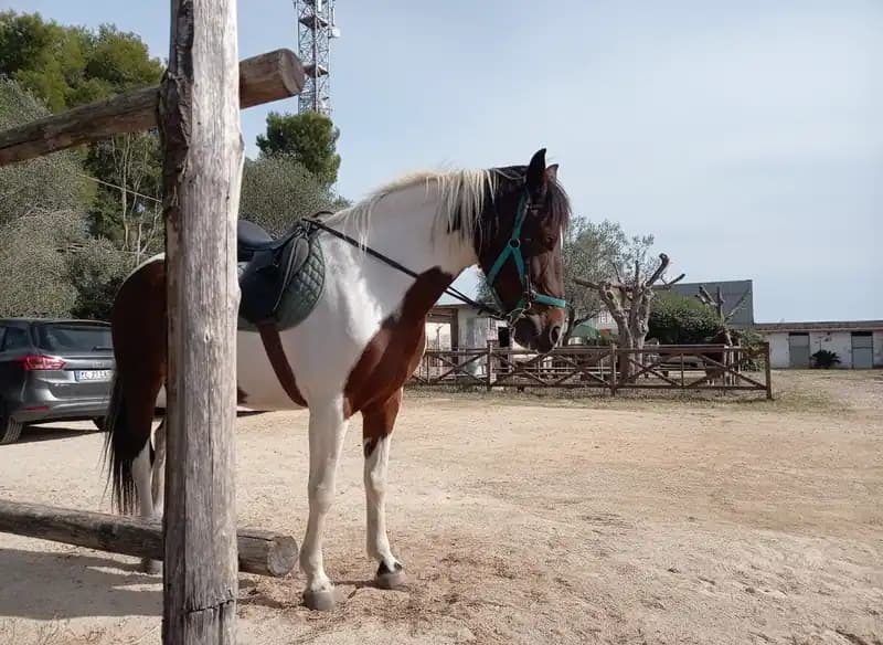 Ippocampo Club — Copertino