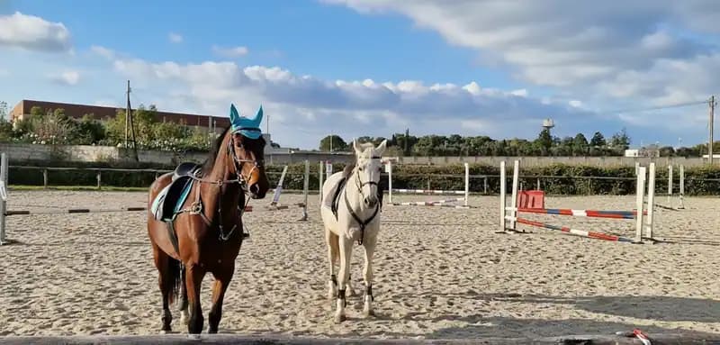 ASD L'Ilatro — Cavallino