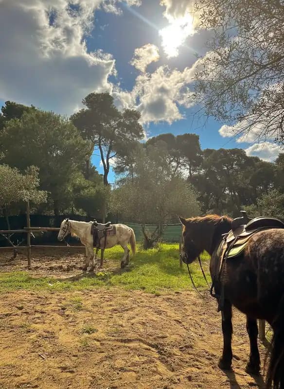 ASD APS Family Horses centro equestre — Marina di Ginosa