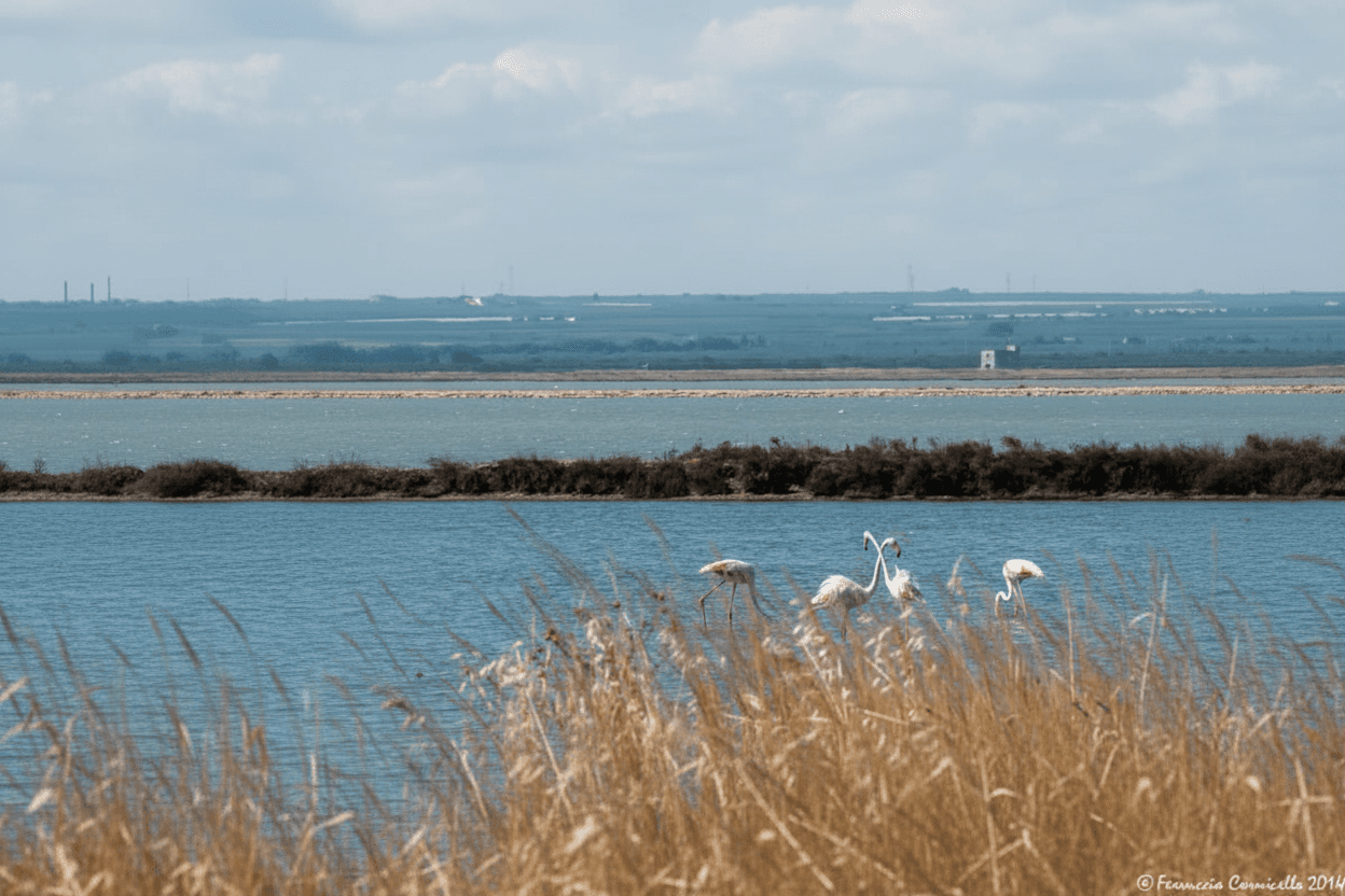 Riserva naturale Il Monte — Trinitapoli