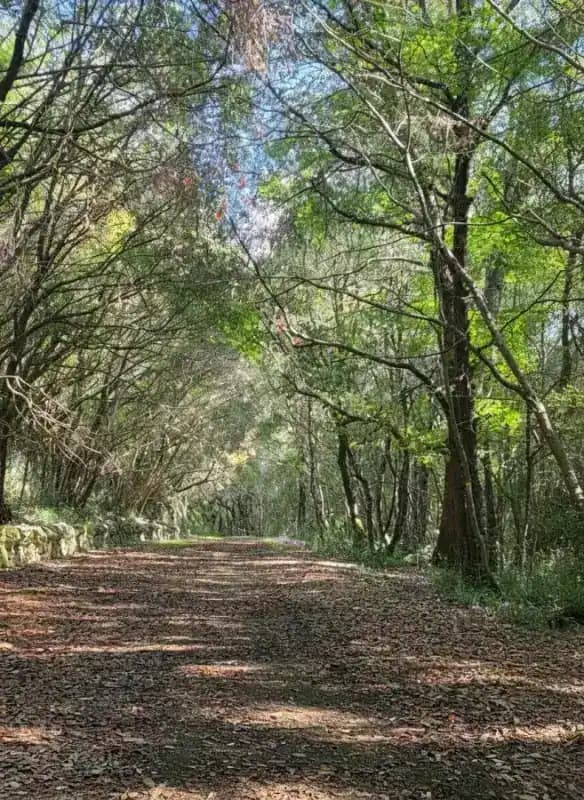 Réserve Naturelle Bosco delle Pianelle — Martina Franca