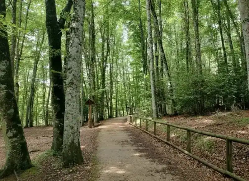 Riserva naturale della Foresta Umbra — Monte Sant'Angelo
