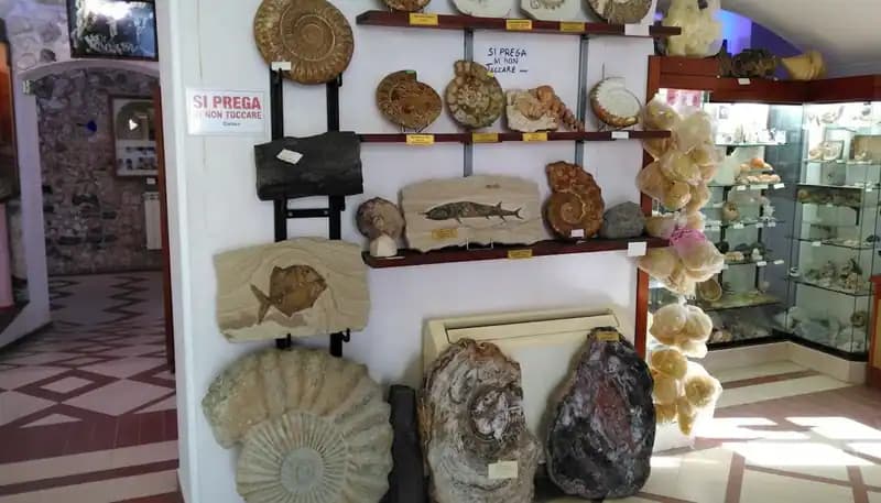 Museo Malacologico di Vieste — Vieste
