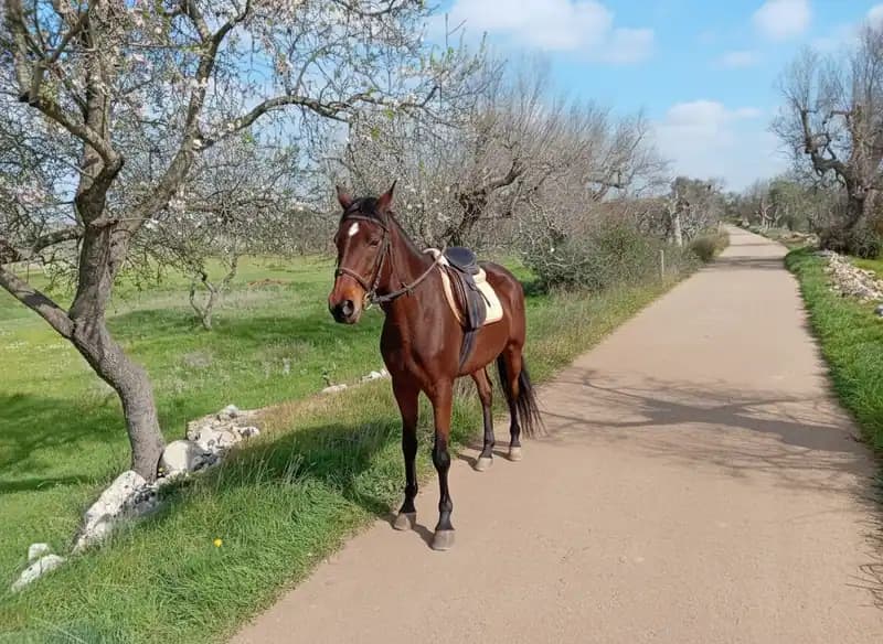 Salento Wild Ranch — Nardò