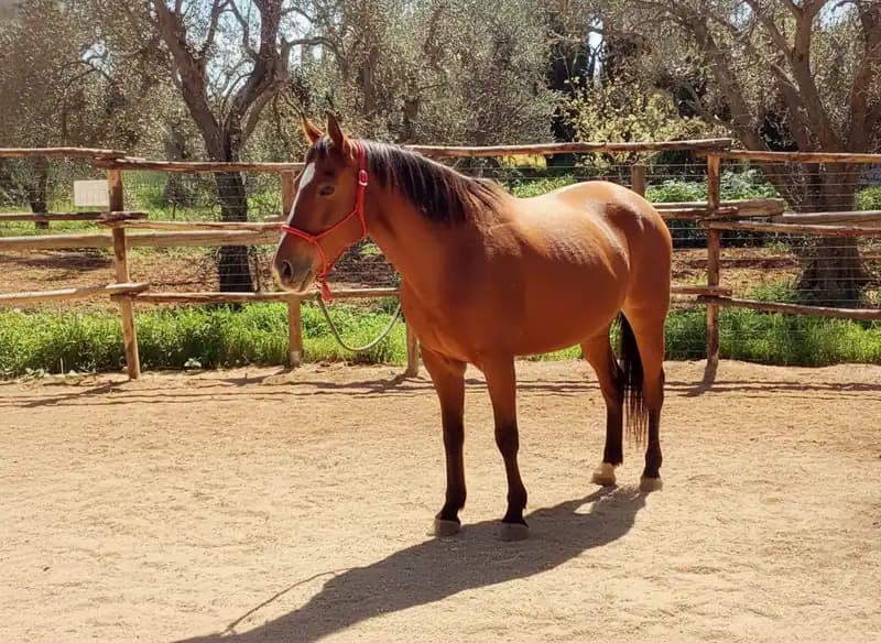 ASD Eden Ranch — Galatone
