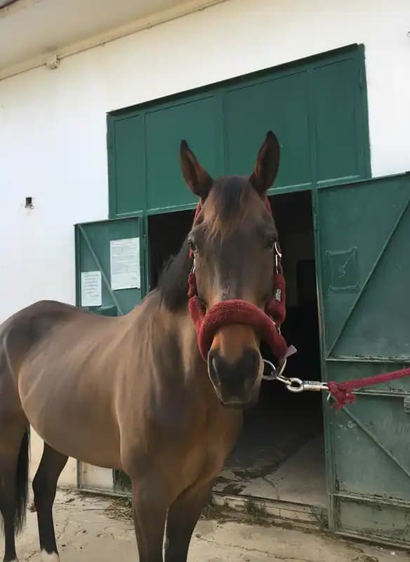 ASD Sannaci Equestrian Club — Conversano