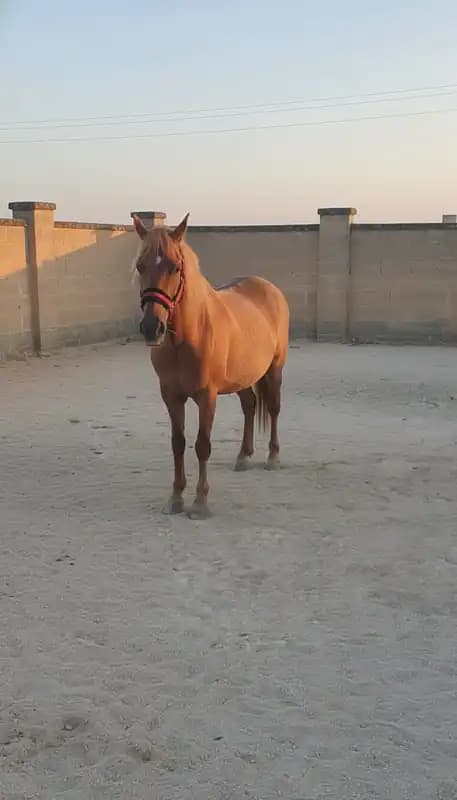 SANTAFARA Azienda Zootecnica & Horse Club — Guagnano