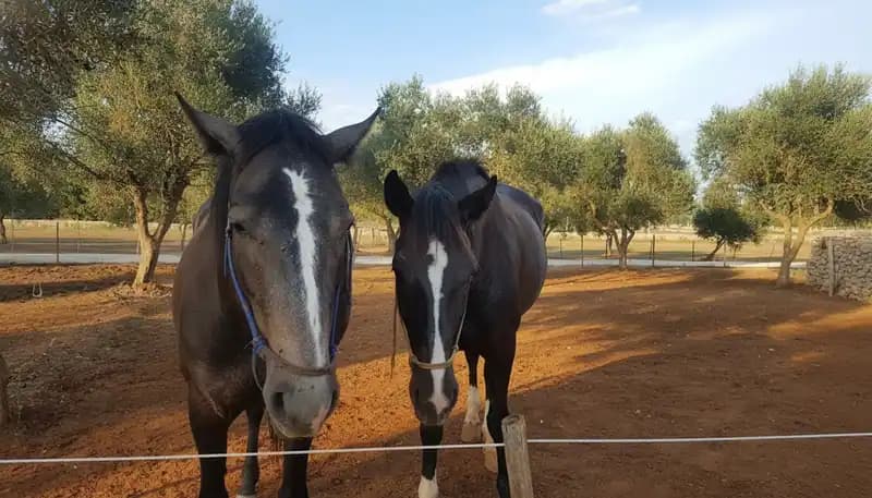 EQUUS RANCH circolo ippico a.s.d — Sanarica